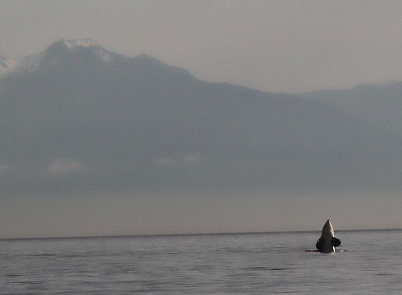 Orcas4-L.jpg
