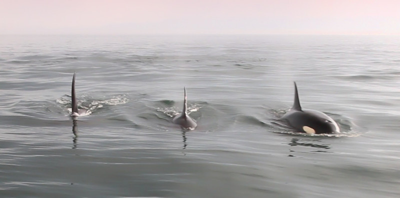 Orcas5-L.jpg