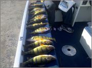 PERCH.jpg