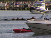 Pony_Swim_4.jpg