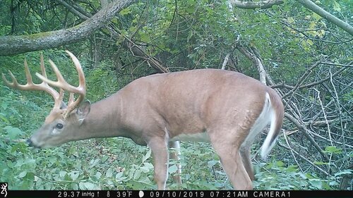 Riga-9-10-19-buck-middle.jpg