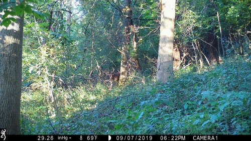 Riga-9-7-19-buck-low.jpg