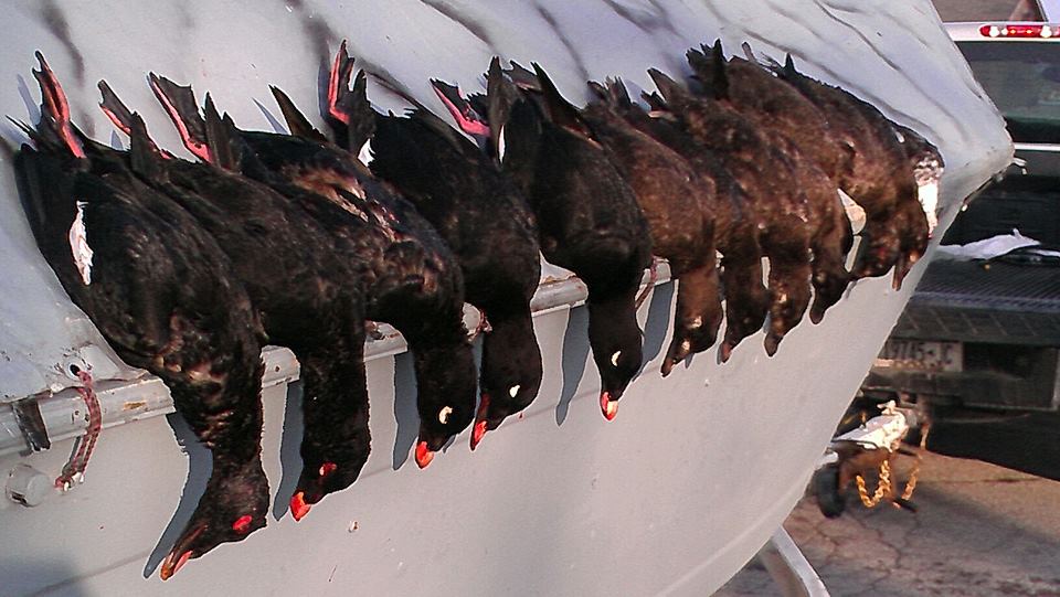 Scoters1_zps7f315871.jpg