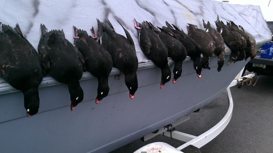 Scoters2_zpsb712dfeb.jpg