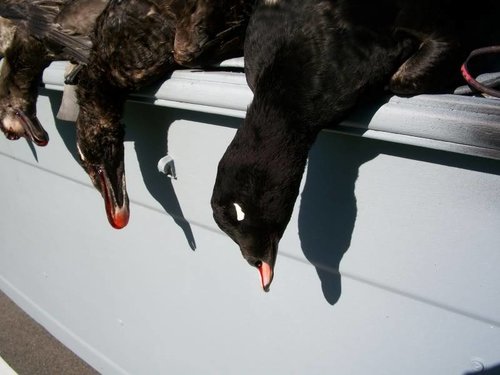 SeaducksNovember6th002.jpg
