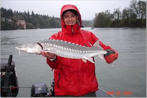 Sturgeon2March07.jpg
