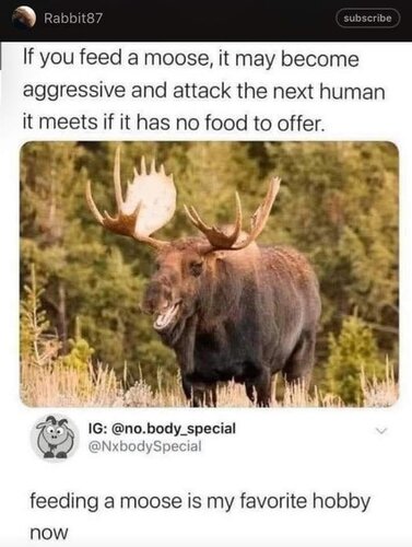 Image may contain: text that says 'Rabbit87 subscribe If you feed a moose, it may become aggressive and attack the next human it meets if it has no food to offer. IG: @no.body_special dy_special @NxbodySpecial feeding a moose is my favorite hobby now'