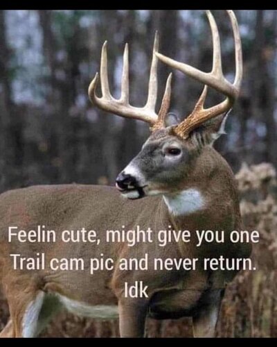 Image may contain: outdoor, text that says 'Feelin cute, might give you one Trail cam pic and never return. ldk'