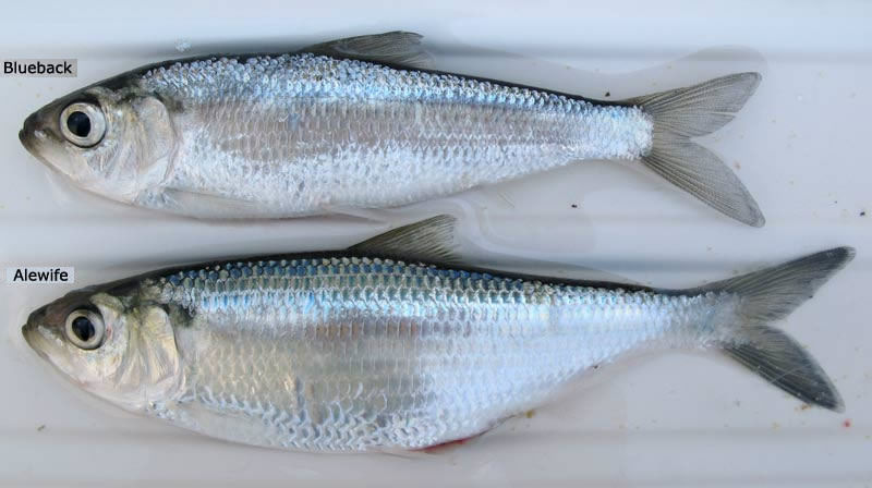 alewife_blueback_herring.jpg