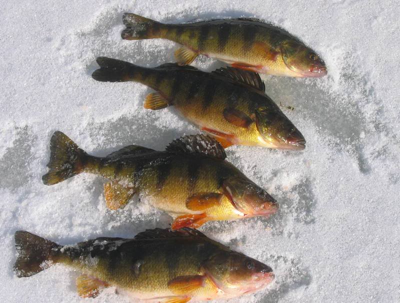 bass2_1_09013.jpg