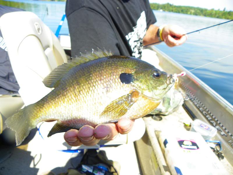 bassfishing007.jpg