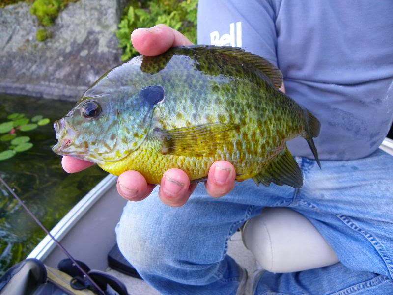 bassfishing009.jpg