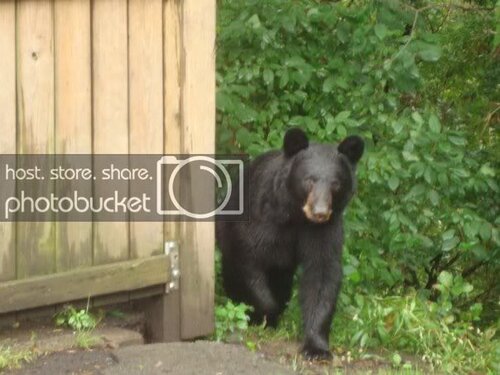 bear.jpg
