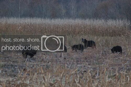 bears.jpg