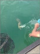 best_musky_pic_u_can_take.jpg