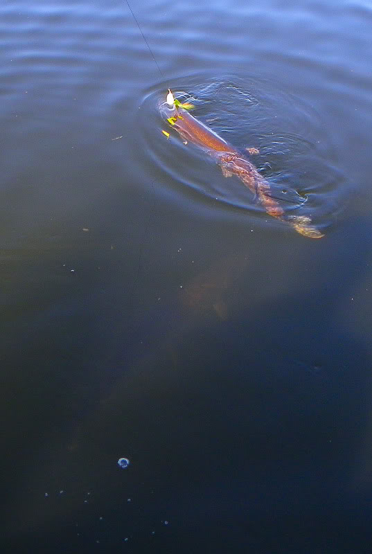 bigPike.jpg