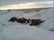 birds.jpg
