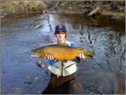 brown_trout.jpg