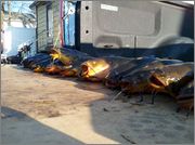 bullheads1.jpg