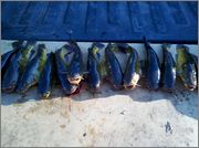 bullheads2.jpg