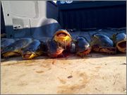 bullheads3.jpg
