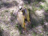 carp2.jpg