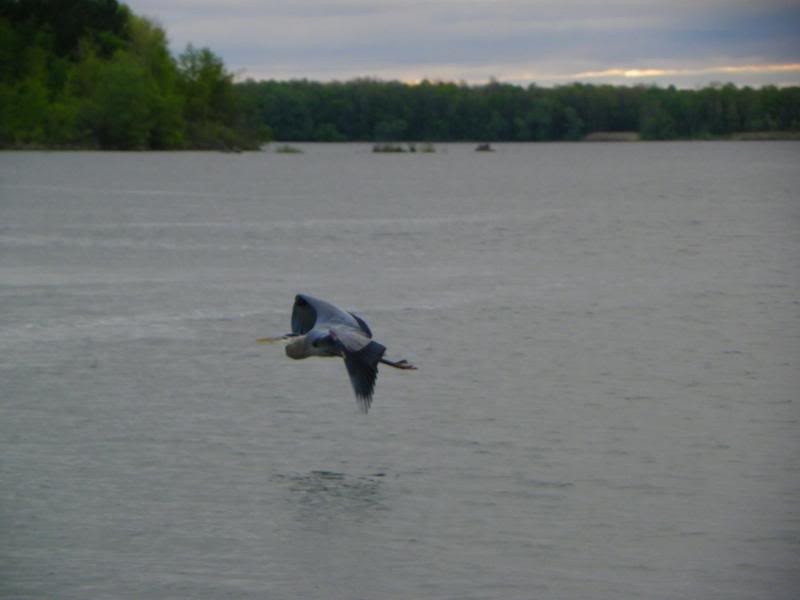 carpfishing009.jpg