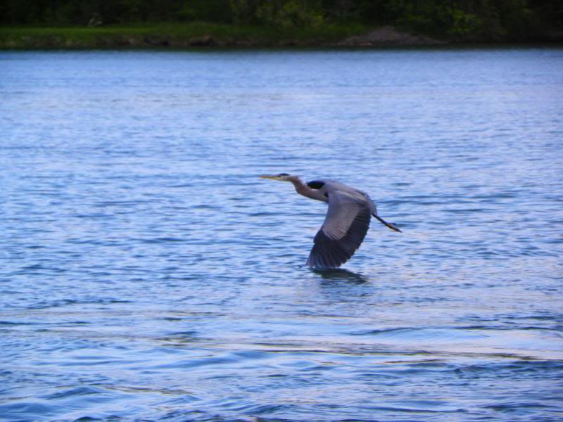 carpfishing010.jpg