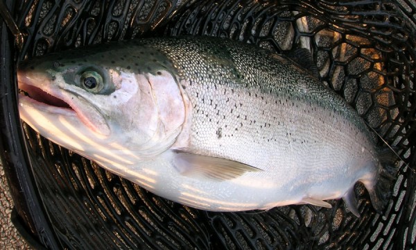 cayuga_rainbow.jpg