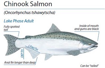Chinook salmon ID, Illustration by Peter Thompson