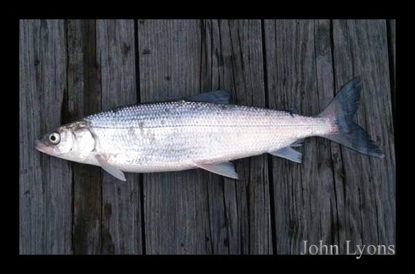 Please identify this fish! - Open Lake Discussion - Lake Ontario