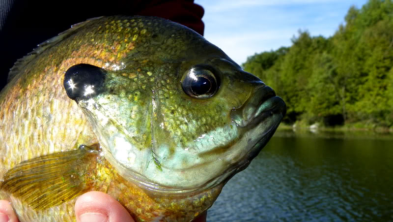 closeupbluegill.jpg
