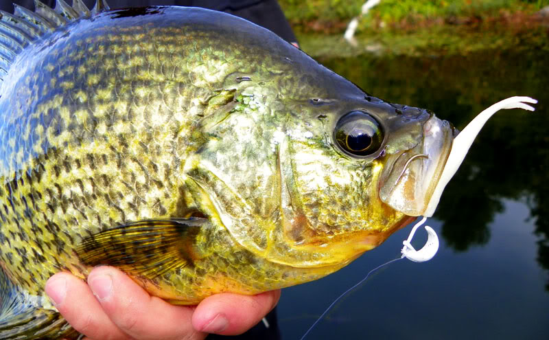 closeupcrappie.jpg
