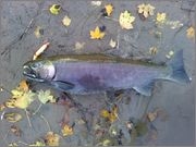 coho_salmon.jpg