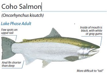 Coho Salmon ID, Illustration by Peter Thompson