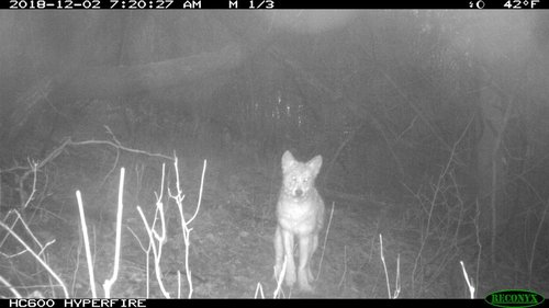 coyote-riga.jpg