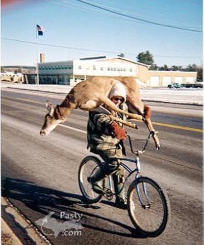 deer02.jpg