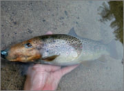 dog_fish.jpg