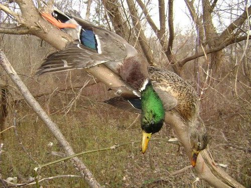 doubleduck.jpg