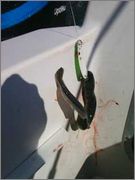 eel1.jpg