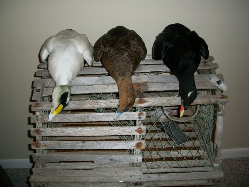 eidermount.jpg