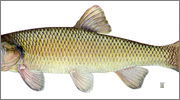 fallfish.jpg