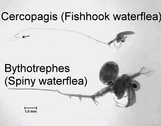 fishhook-spiny.gif