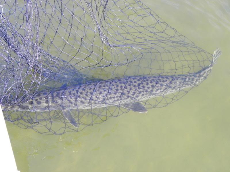 garfishing004.jpg