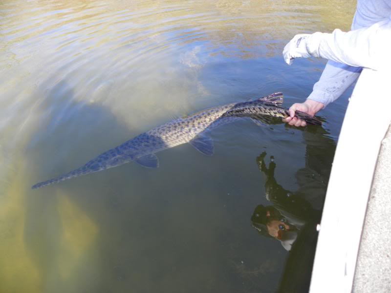 garfishing010.jpg