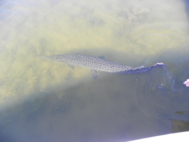 garfishing012.jpg