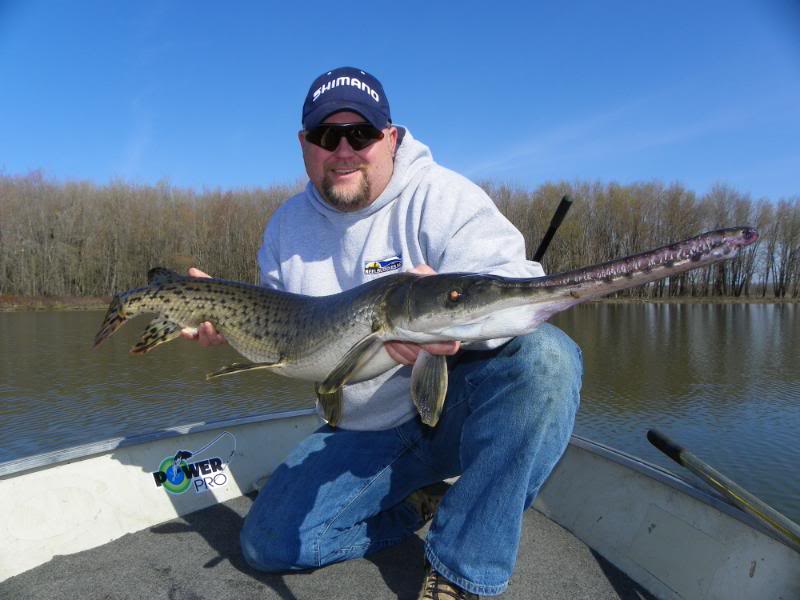 Long nose Gar(pictures) Musky, Tiger Musky & Pike (ESOX) Lake
