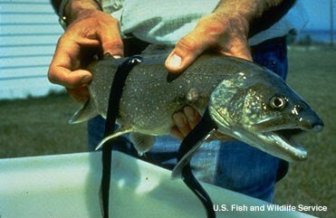 Sea Lamprey preying on trout