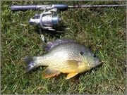 green_sunfish.jpg