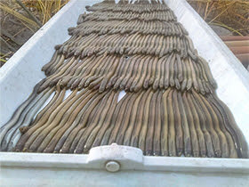 Lamprey after use of Hoisington Brook